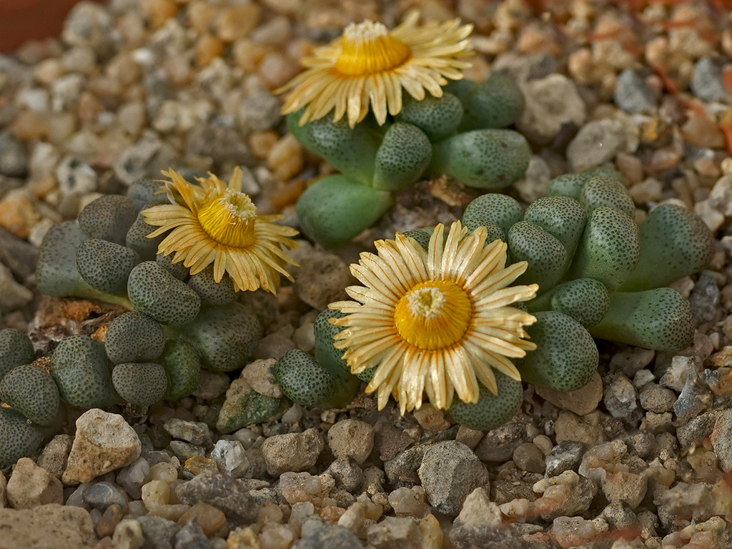 Aloinopsis schooneesii