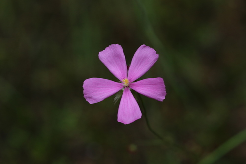 Drosera menziesii