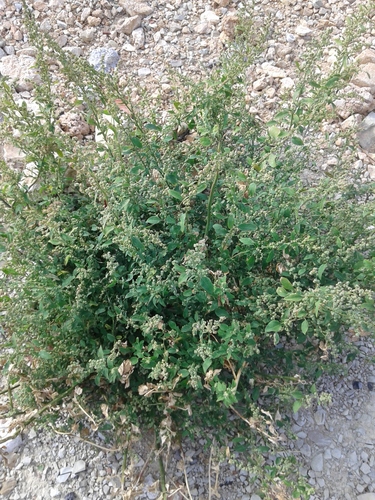 mrlík (Chenopodium)