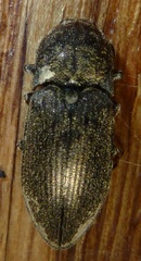 Hadromorphus inflatus