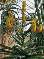 Aloe castanea