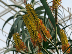 Aloe castanea