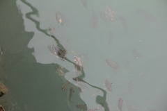 Leiognathidae