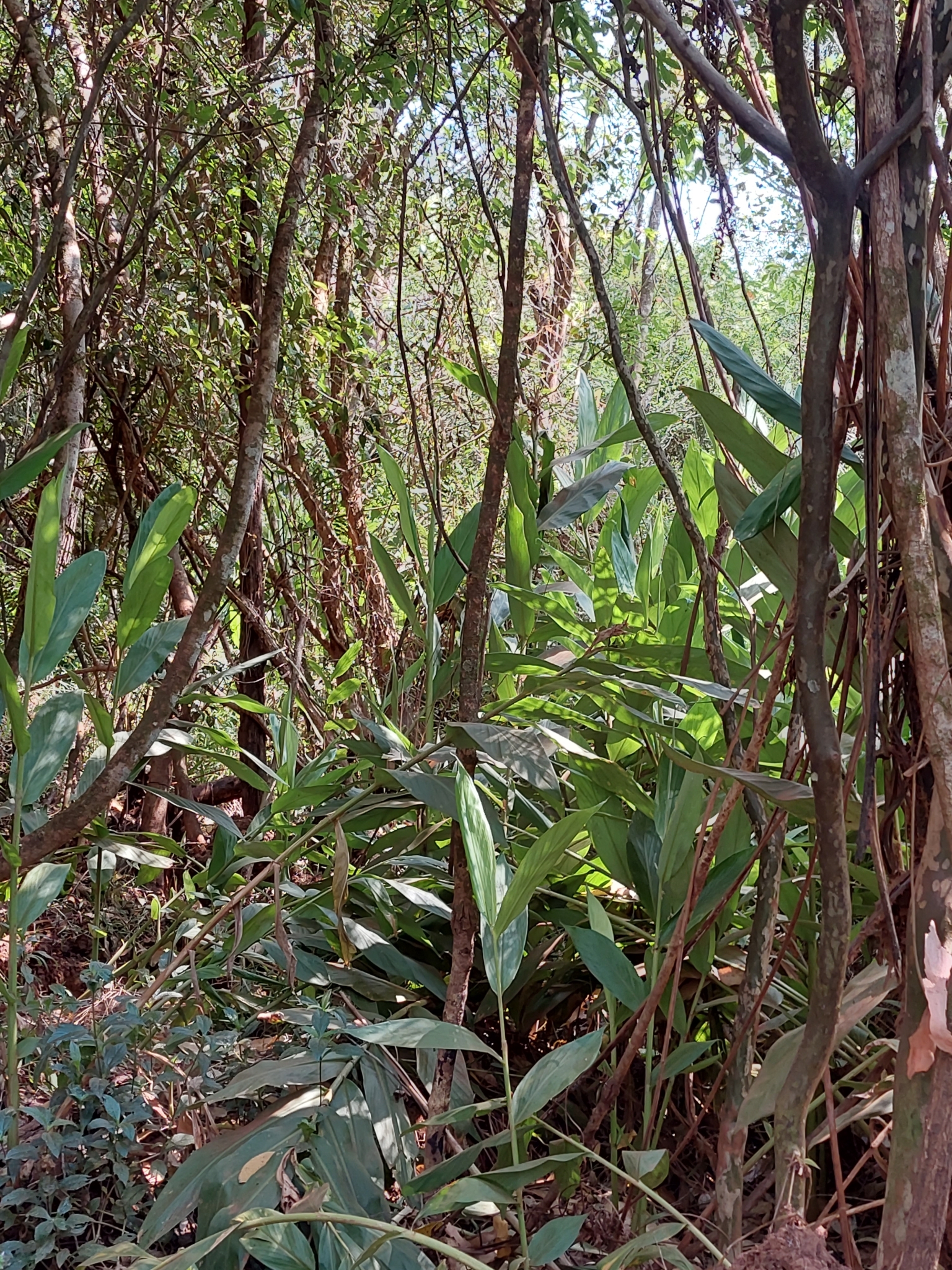 Hedychium coronarium