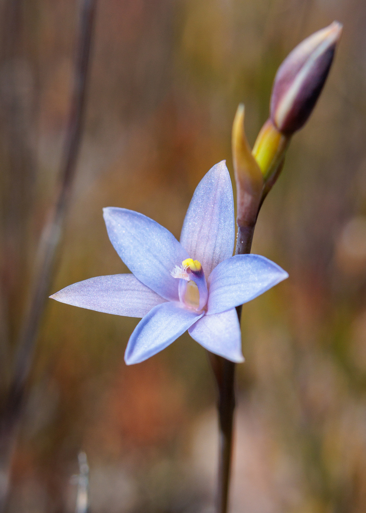 Thelymitra longiloba