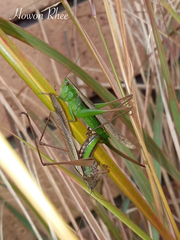 Conocephalus