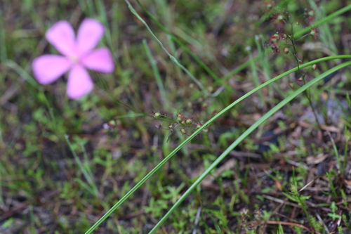Drosera menziesii