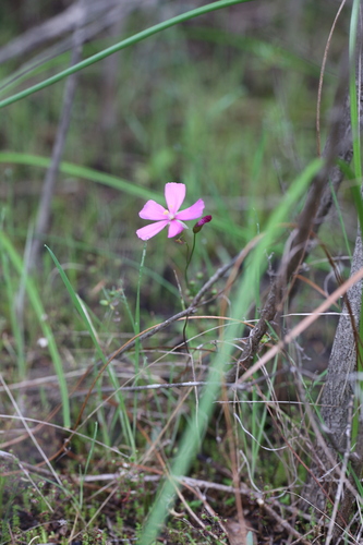 Drosera menziesii