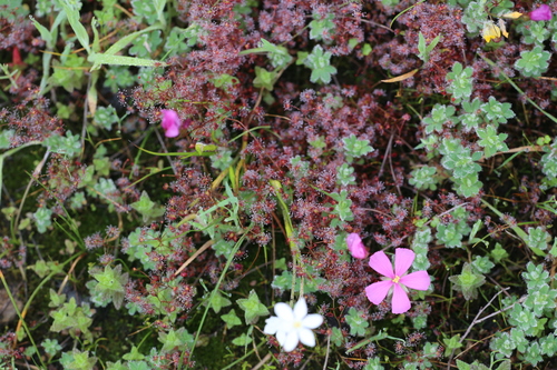Drosera menziesii