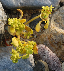 Gilmania luteola