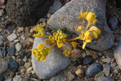 Gilmania luteola