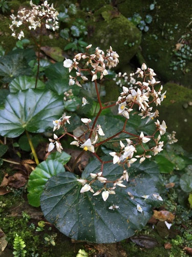 Begonia friburgensis