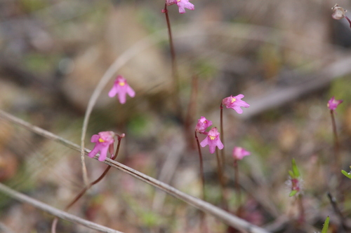 Image of Utricularia tenella by (c) Hugo Innes, some rights reserved (CC BY)