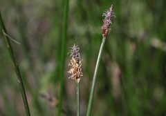 Eleocharis macrostachya