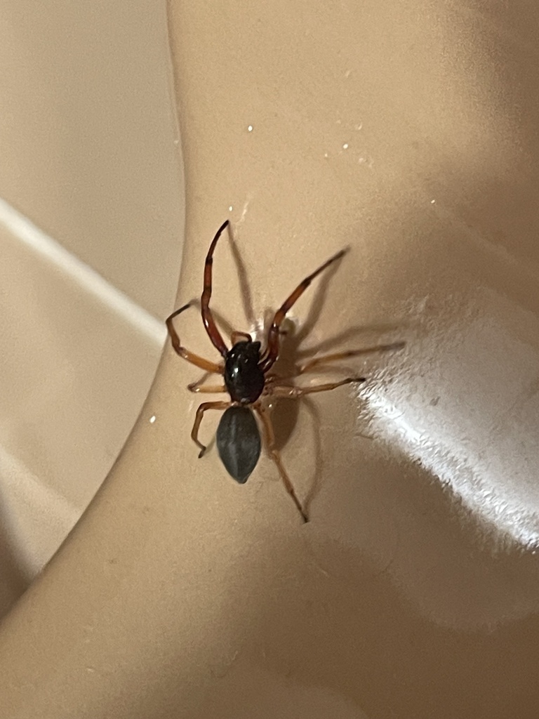 Broad faced sac spider from elkton rd newark de us on september 23