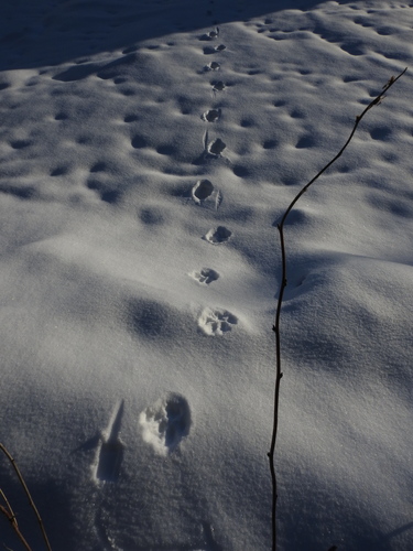 Lynx lynx