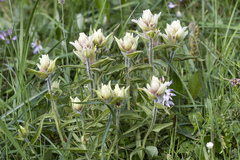 Castilleja elegans
