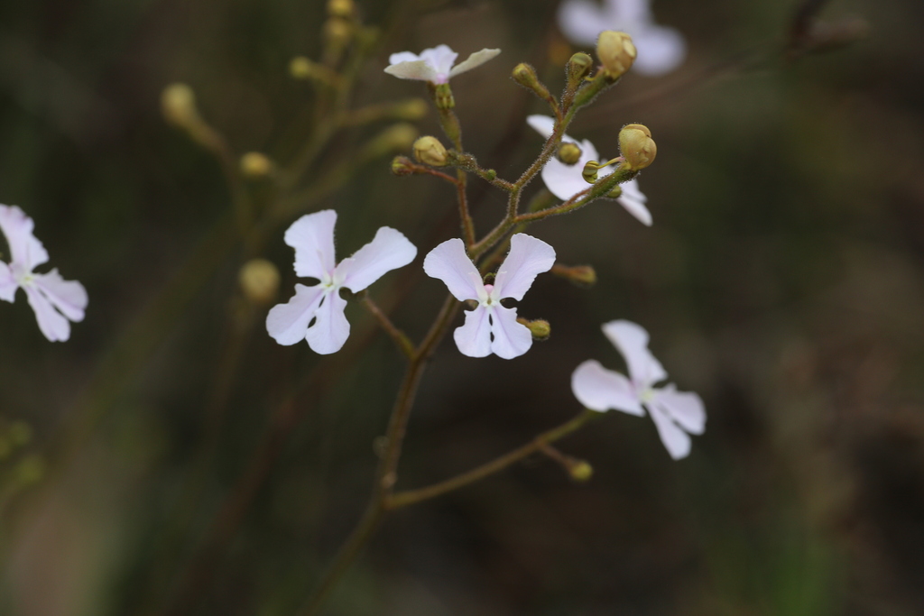 Stylidium affine (Stylidium affine)