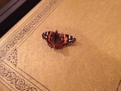 Vanessa cardui
