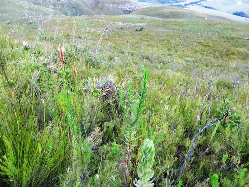 Image of Zyrphelis nervosa by (c) linkie, some rights reserved (CC BY)