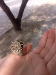 Vanessa cardui