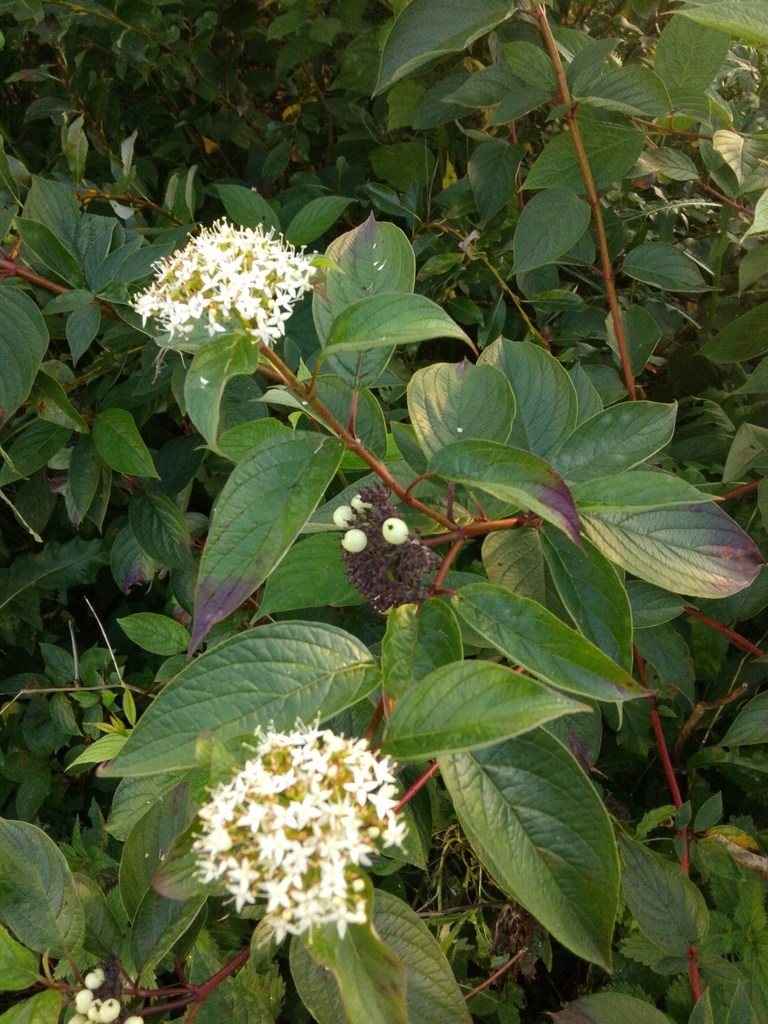 Tatarian dogwood from Великий Новгород, Новгородская обл., Россия ...