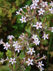 Chaenostoma floribundum