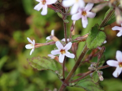 Chaenostoma floribundum