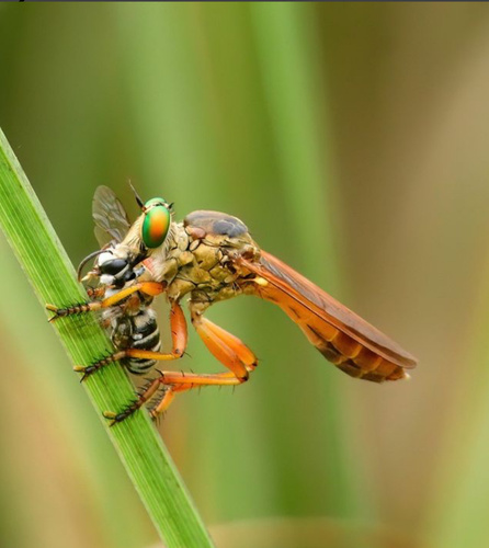 Michotamia