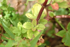 Chaenostoma floribundum