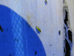 Phytocoris vanduzeei