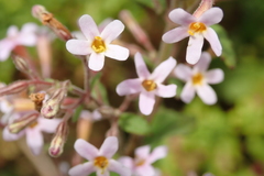 Chaenostoma floribundum
