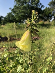 Hibiscus lunarifolius