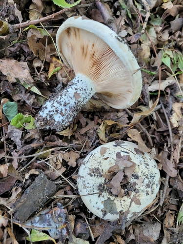 Topolova mliječnica (Lactarius controversus)