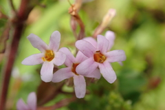 Chaenostoma floribundum