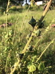 Hibiscus lunarifolius