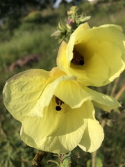 Hibiscus lunarifolius