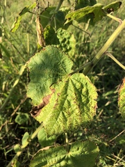 Hibiscus lunarifolius