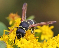 Ancistrocerus catskill