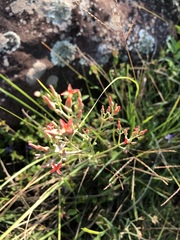 Kalanchoe rotundifolia