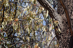 Amyema miquelii