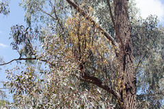 Amyema miquelii