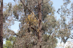 Amyema miquelii