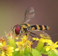 Meliscaeva cinctella image