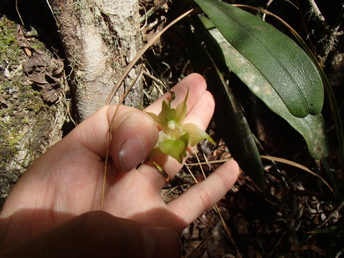 Aeranthes ramosa Rolfe 2
