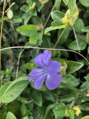 Barleria gueinzii