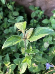 Barleria gueinzii