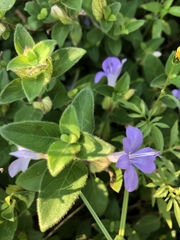 Barleria gueinzii
