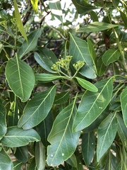 Coptosperma rhodesiacum