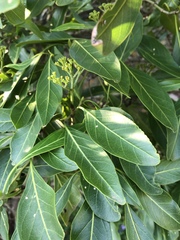 Coptosperma rhodesiacum